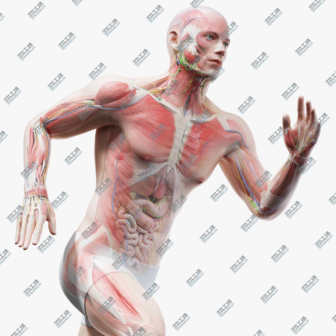 images/goods_img/20210113/3D model Full Male Anatomy (Maya Rigged)/1.jpg